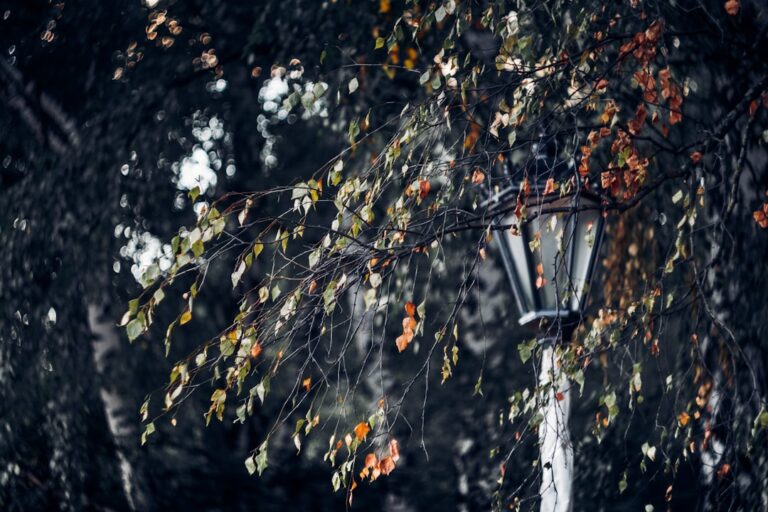 Illuminate Your Path: Choosing the Right Torch for Every Adventure